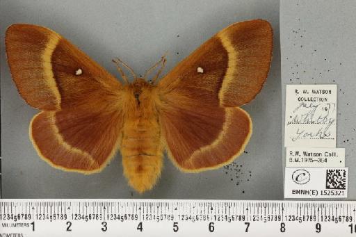 Lasiocampa quercus callunae Gillette & Palmer, 1847 - BMNHE_1525321_194211