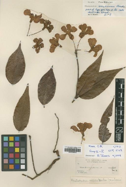 Rhododendron wentianum Koord. - BM000996720