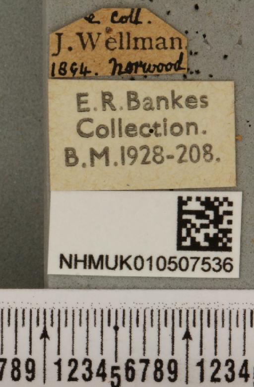 Panemeria tenebrata (Scopoli, 1763) - NHMUK_010507536_label_566414