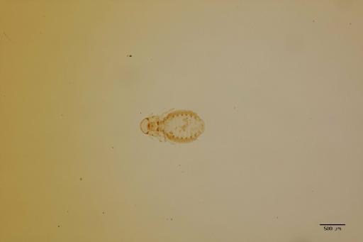 Goniocotes microcephalus Uchida, 1917 - 010675724_specimen