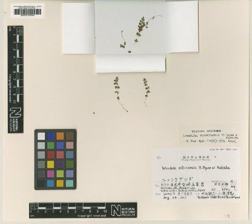 Woodsia nikkoensis H.Ogura & Nakaike - BM001048495