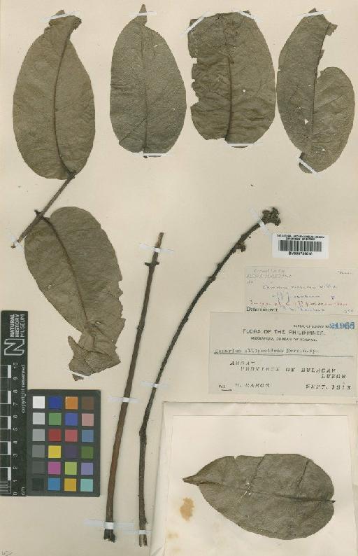 Canarium hirsutum f. scabrum Blume & Leenh. - BM000799010