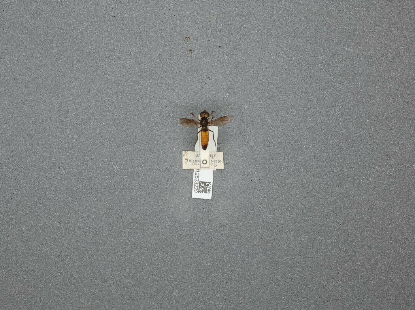 Platycheirus granditarsus thumbnail