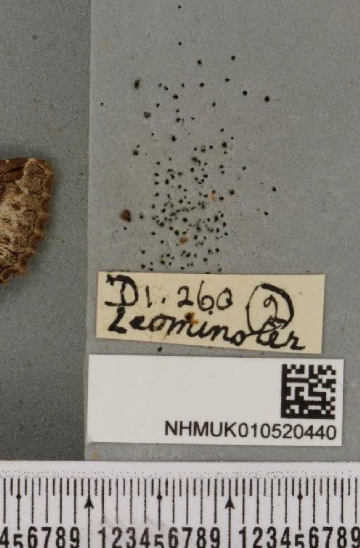 Allophyes oxyacanthae (Linnaeus, 1758) - NHMUK_010520440_label_573973