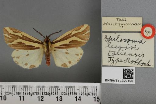 Spilosoma lewisii taliensis Rothschild, 1933 - BMNH(E) 1377150 Spilosoma lewisi taliensis Rothschild type dorsal