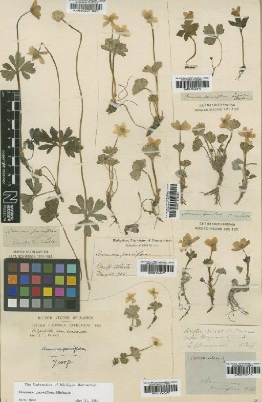 Anemone parviflora Michx. - BM000559604