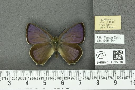 Neozephyrus quercus (Linnaeus, 1758) - BMNHE_1136570_94310