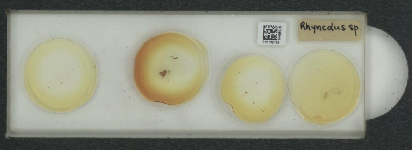 Rhyncolus thumbnail