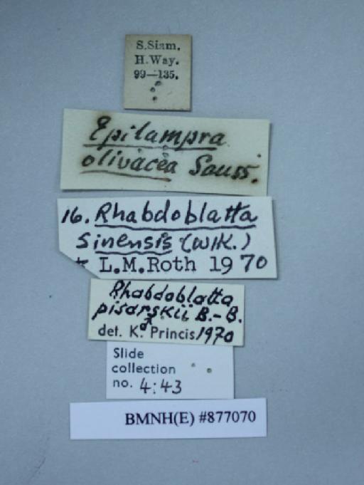 Rhabdoblatta sinensis (Walker, 1868) - Rhabdoblatta sinensis Walker, F, 1868, male, non type, labels. Photographer: Aging Wang. BMNH(E)#877070