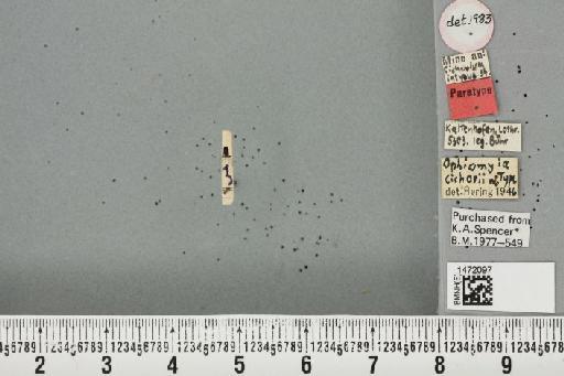 Ophiomyia cichorii Hering, 1949 - BMNHE_1472097_a_47128