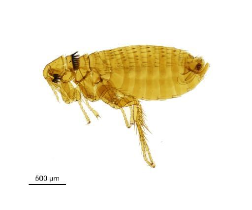 Rhadinopsylla integella Jordan & Rothschild, N. C., 1921 - 010177368__2016_12_14-Scene-1-ScanRegion0