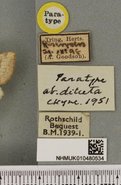 Hydraecia micacea ab. diluta Cockayne, 1951 - NHMUK_010480534_label_595329