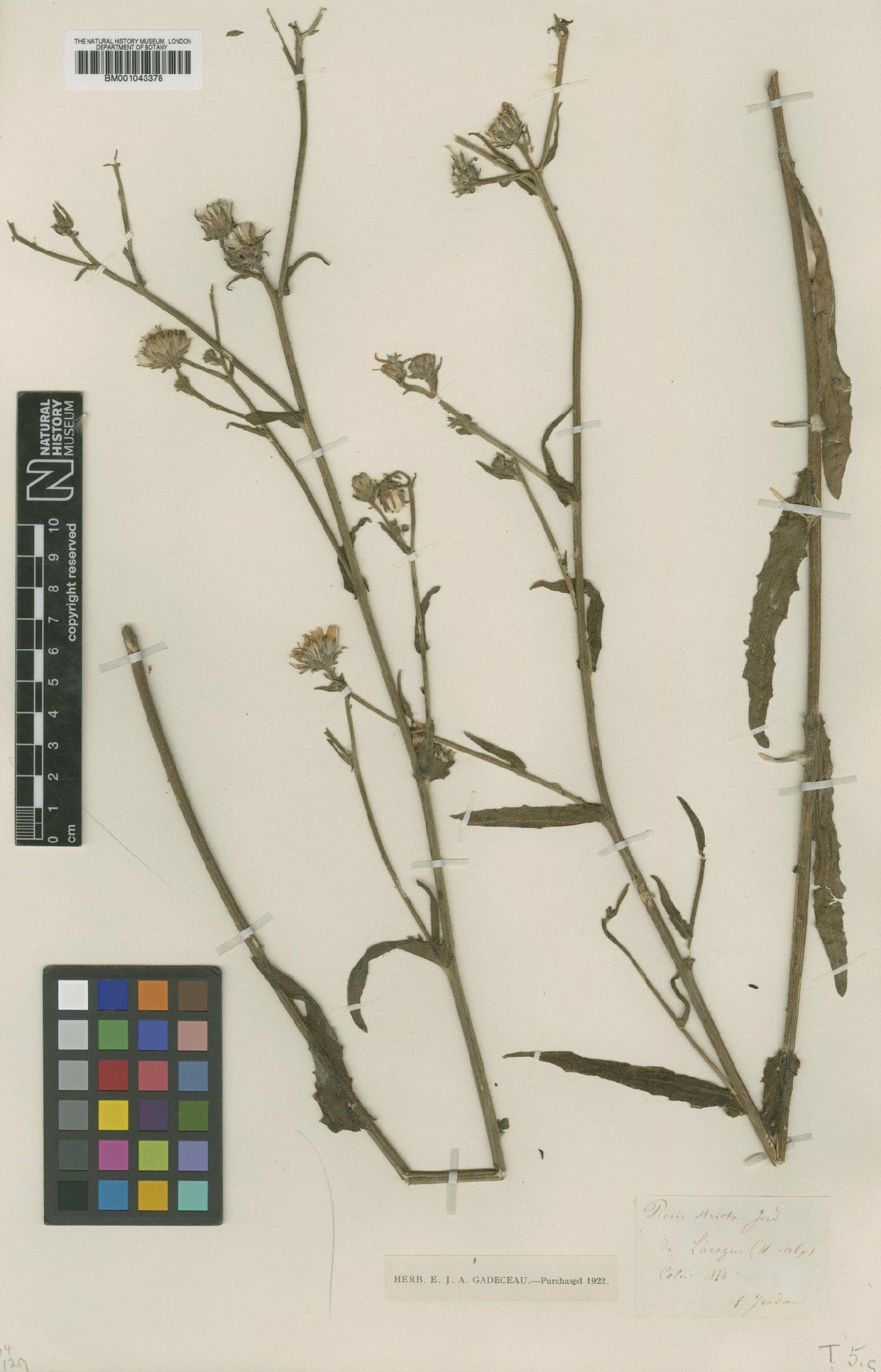 To NHMUK collection (Picris hieracioides subsp. spinulosa (Bertol.) Arcang; Type; NHMUK:ecatalogue:1997617)
