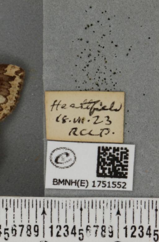 Hydriomena furcata (Thunberg, 1784) - BMNHE_1751552_label_328468