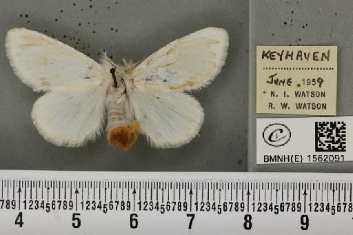 Euproctis similis (Fuessly, 1775) - BMNHE_1562091_254127