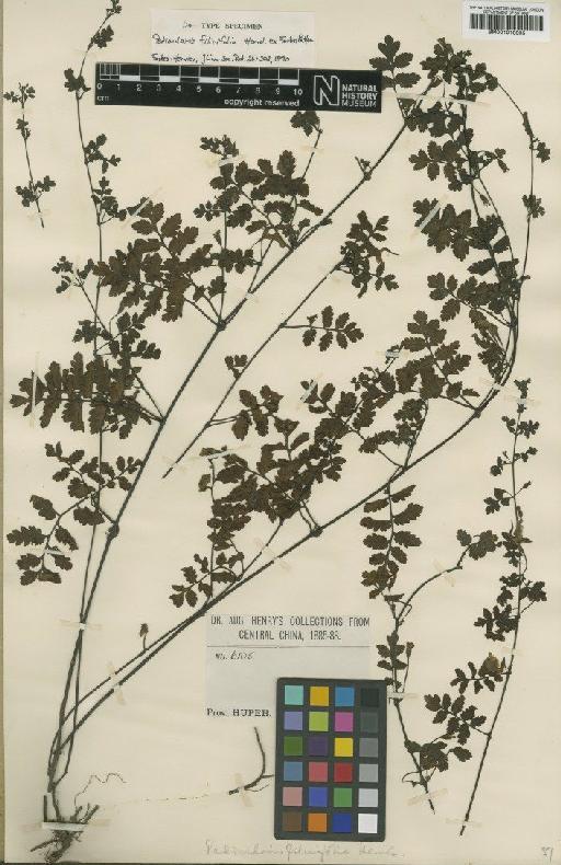 Pedicularis filicifolia Hemsl. ex Forbes & Hemsl. - BM001010995