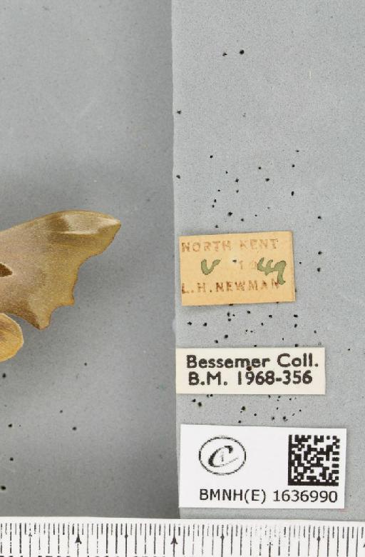 Mimas tiliae (Linnaeus, 1758) - BMNHE_1636990_label_204284