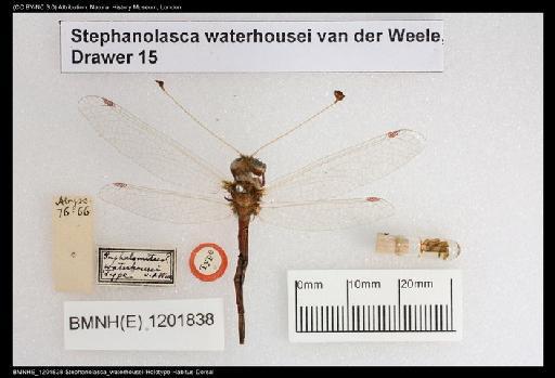 Stephanolasca waterhousei Van Der Weele - BMNHE_1201838-Stephanolasca_waterhousei-Holotype-Habitus-Dorsal