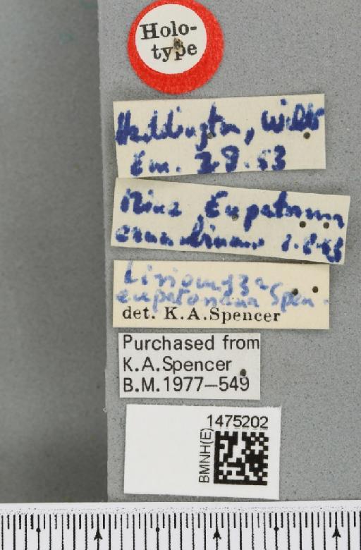Liriomyza eupatoriana Spencer, 1954 - BMNHE_1475202_label_49877