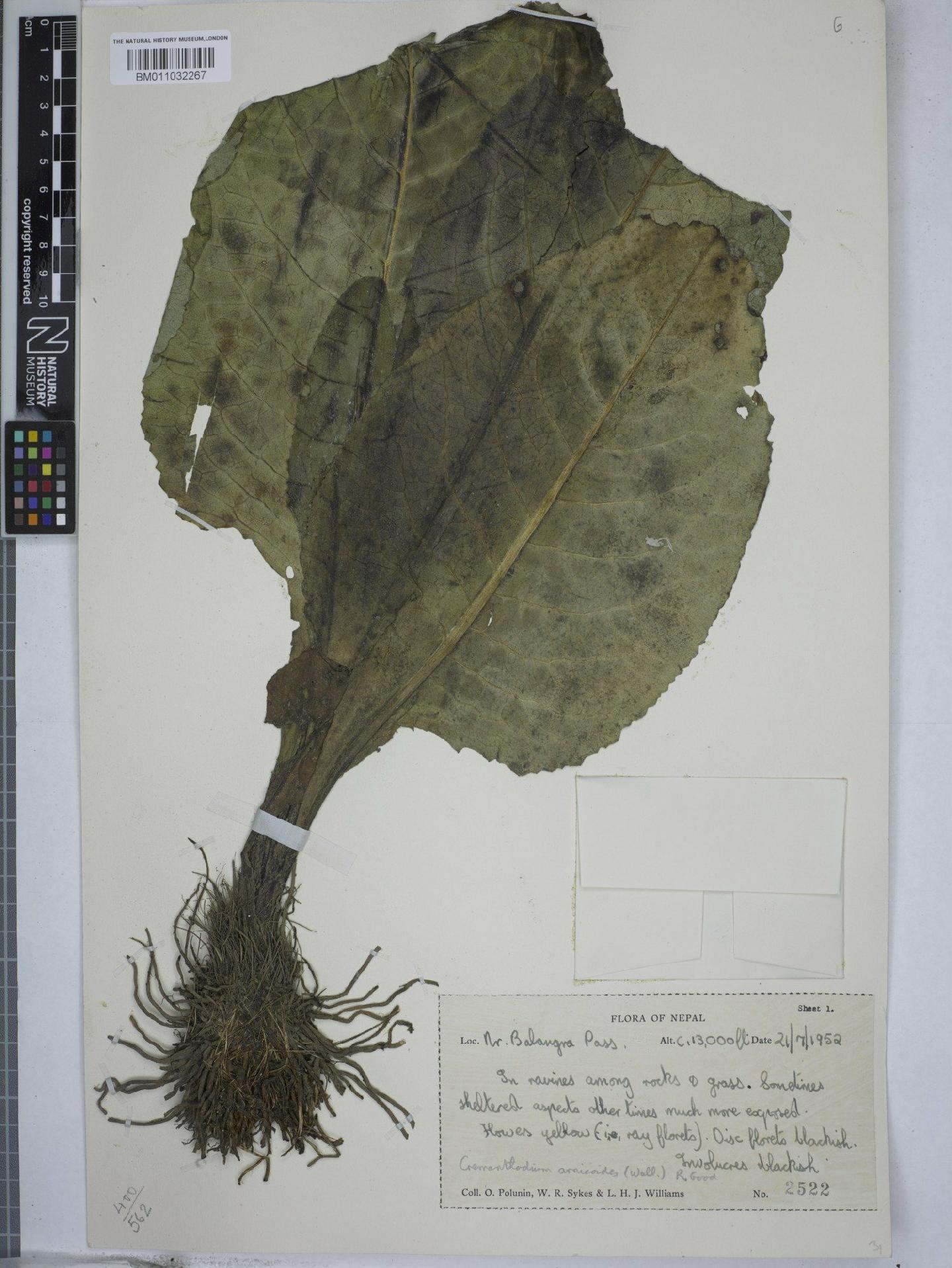 To NHMUK collection (Cremanthodium arnicoides (DC. ex Royle) R.D.Good; NHMUK:ecatalogue:9155933)