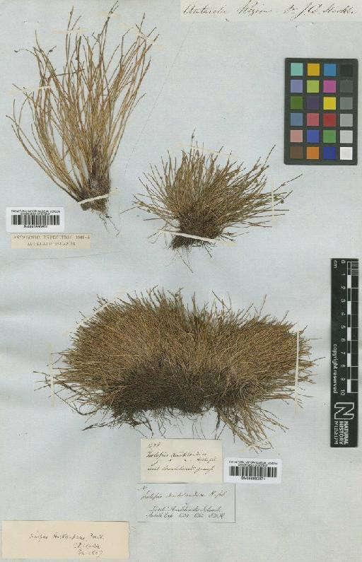 Scirpus aucklandicus (Hook.f.) Boeckeler - BM000990971