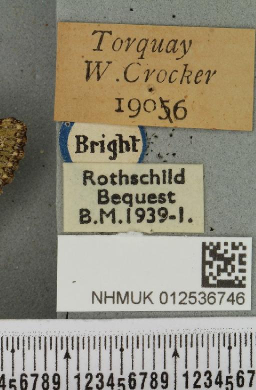 Polymixis lichenea ab. evalensis Siviter Smith, 1942 - NHMUK_012536746_label_645886