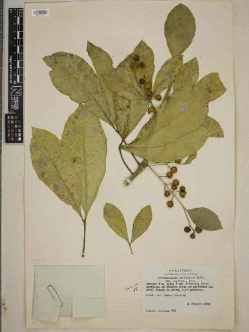 Forchhammeria trifoliata Radlk. - BM010772374