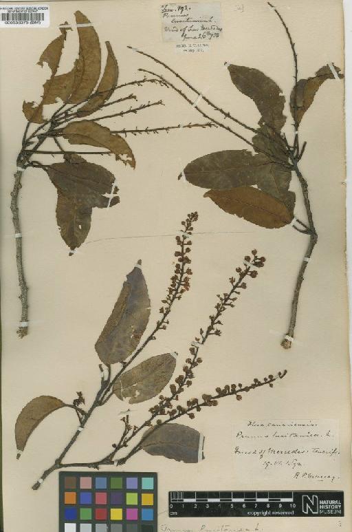 Prunus lusitanica L. - BM000536375