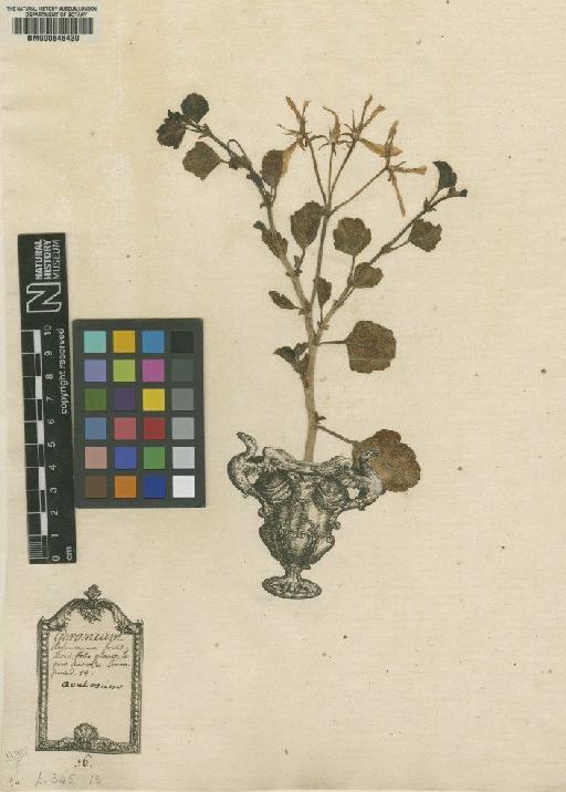 Geranium acetosum L. - BM000646430