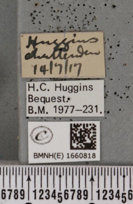 Cybosia mesomella de Graaf, 1853 - BMNHE_1660818_label_284777