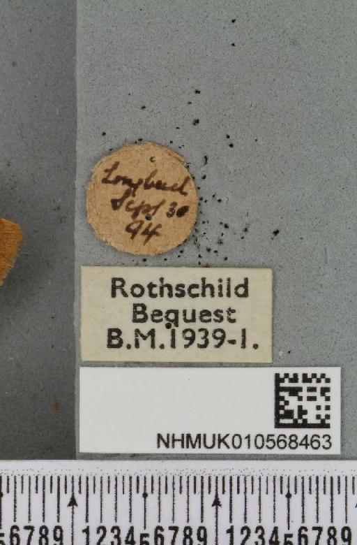 Agrochola helvola (Linnaeus, 1758) - NHMUK_010568463_label_626113