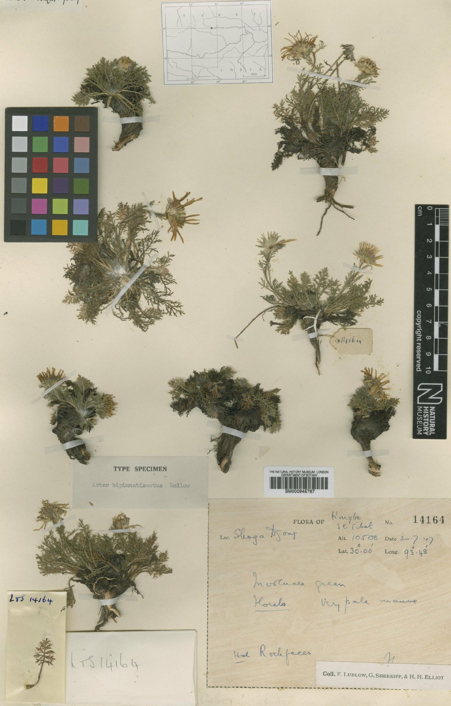 To NHMUK collection (Aster bipinnatisectus Ludlow ex Grierson; Type; NHMUK:ecatalogue:472036)
