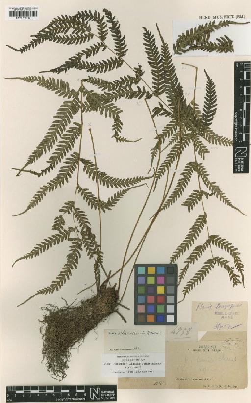 Pteris oshimensis Hieron. - BM001048152