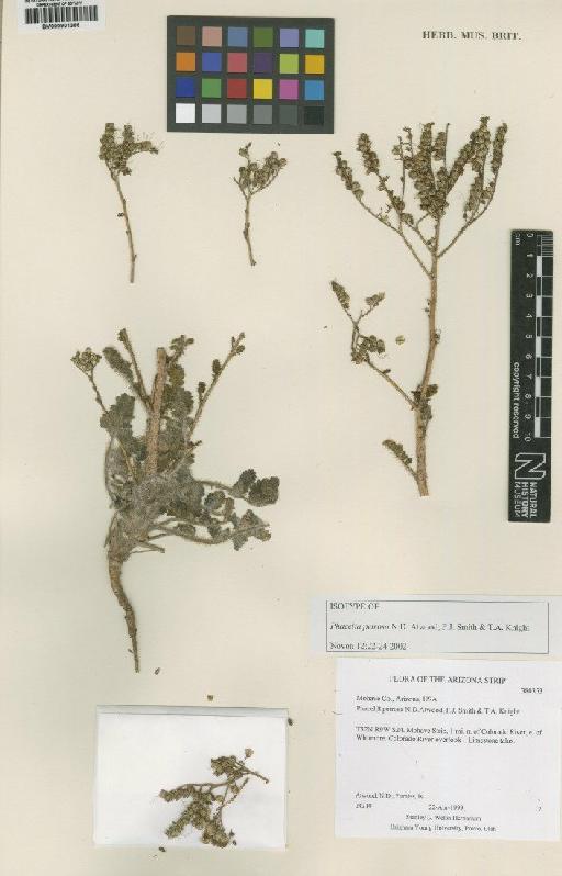 Phacelia petrosa N.D.Atwood, F.J.Sm. & T.A.Knight - BM000901366