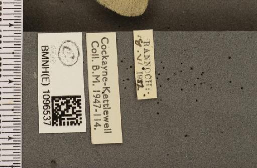 Coenonympha tullia scotica ab. obsoleta Tutt, 1896 - BMNHE_1096537_label_7539