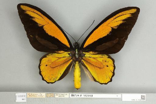 Ornithoptera croesus croesus Wallace, 1859 - 013604974__