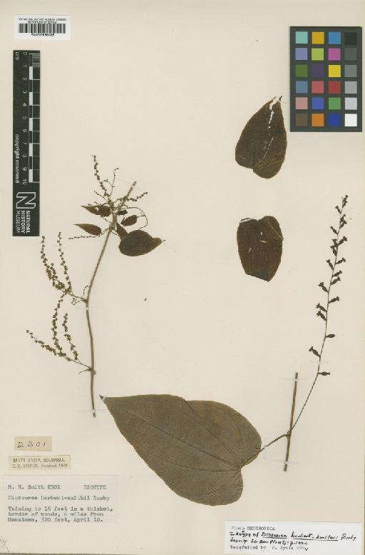 Dioscorea herbert-smithii Rusby - BM000938025