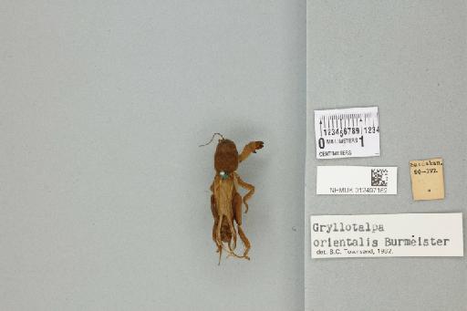 Gryllotalpa orientalis Burmeister, 1838 - 012497162_72080_85522