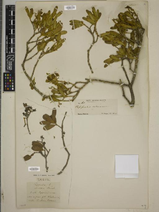 Capparis oleoides - BM010755151
