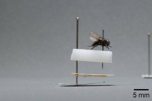 Sarcophaga (Myorhina) nigriventris Meigen, 1826 - 015092160_lateral