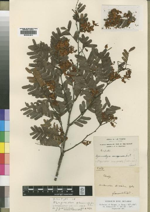 Plagiosiphon gabonensis (Chev) Léonard - BM000842213