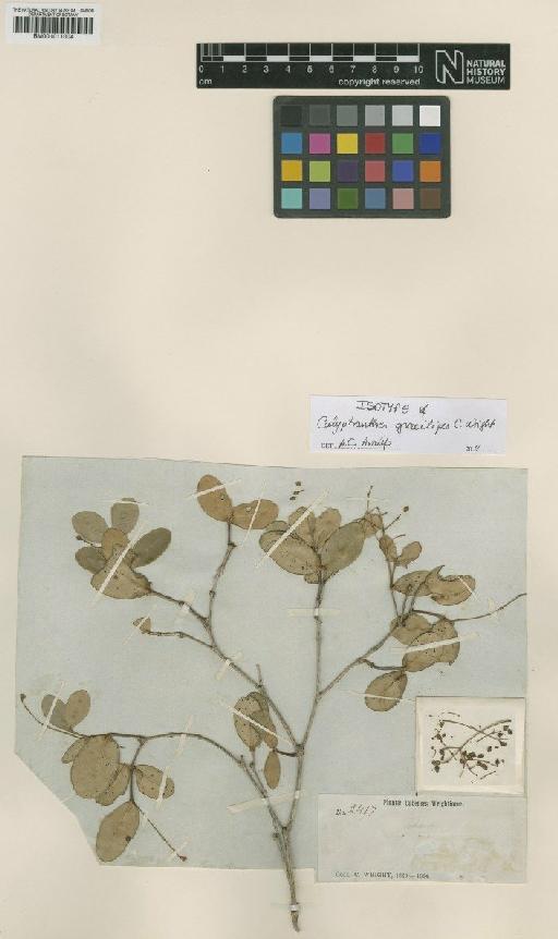 Calyptranthes gracilipes C.Wright - BM001011004