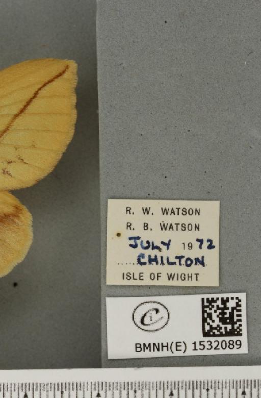 Euthrix potatoria (Linnaeus, 1758) - BMNHE_1532089_label_197563