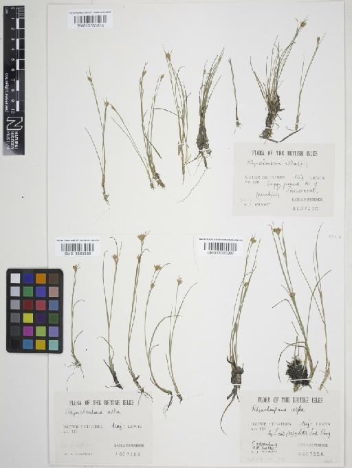 Rhynchospora alba (L.) Vahl - 013863885