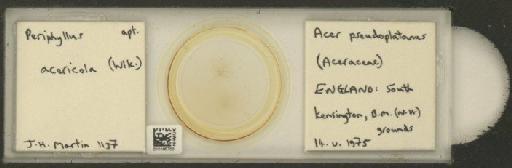 Periphyllus Van der Hoeven, 1863 - 010180700_112897_1095606