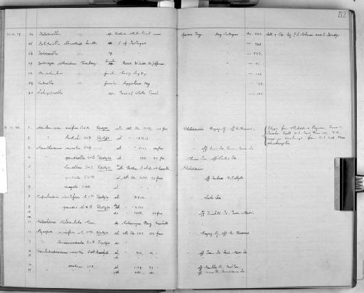 Acanthodesia grandicella Canu & Bassler, 1929 - Zoology Accessions Register: Bryozoa: 1922 - 1949: page 52