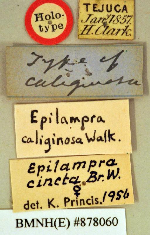 Epilampra caliginosa Walker, 1868 - Epilampra caliginosa Walker, F, 1868, female, holotype, labels. Photographer: Heidi Hopkins. BMNH(E)#878060