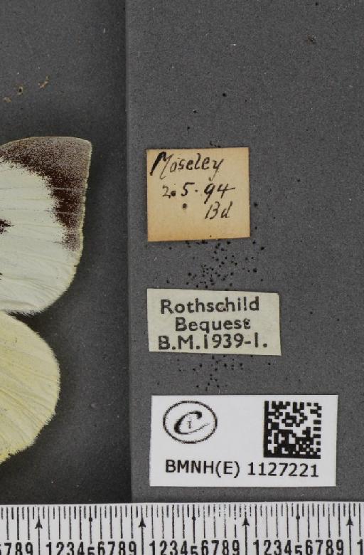 Pieris brassicae ab. postice-ochreata Verity, 1919 - BMNHE_1127221_label_84437