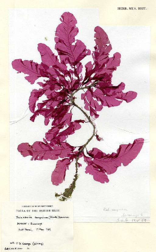 Delesseria sanguinea (Huds.) J.V.Lamour. - BM001060199