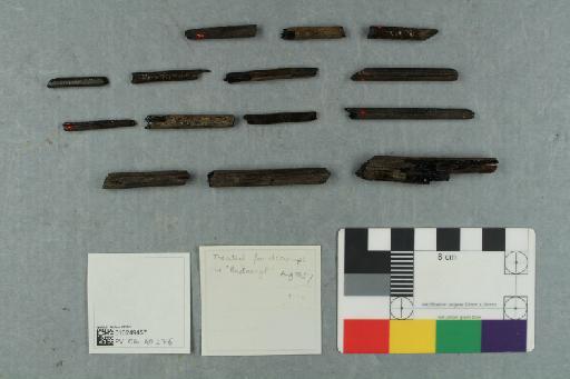 Cylindracanthus rectus (Dixon, 1850) - 010249457_L010041780_(1)